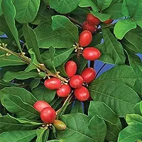 The Entacloo Berry Plant 1 Healthy Rare Live Plant Miracle FruitSynsepalum dulcificum Healthy Live Plant-thumb2