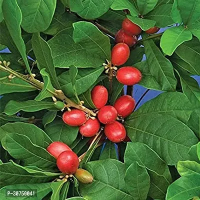 The Entacloo Berry Plant 1 Healthy Rare Live Plant Miracle FruitSynsepalum dulcificum Healthy Live Plant-thumb3