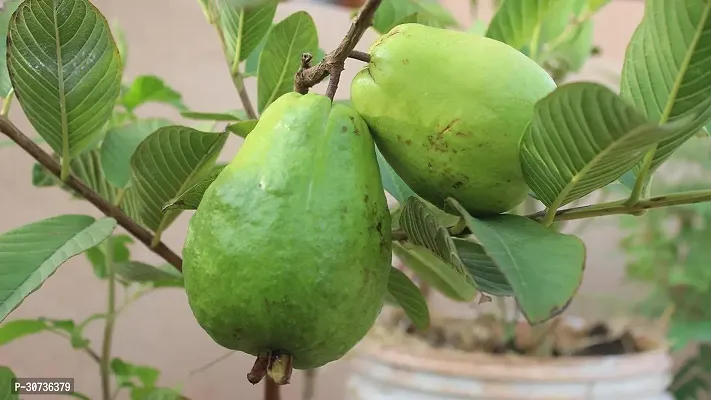 The Entacloo Guava Plant APPLE GUAVA-thumb0