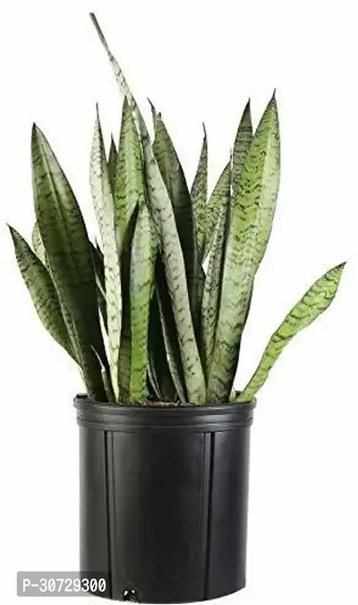 The Entacloo Snake Plant Green Air Purifier Snake Plant with Self Watering Pot-thumb0