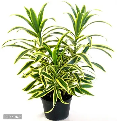 The Entacloo Dracaena Plant RSP_303-thumb0