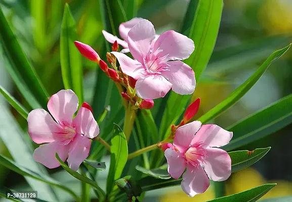 The Entacloo Oleander Plant Oleander PlantKarabi plant Nerium Oleander-thumb3