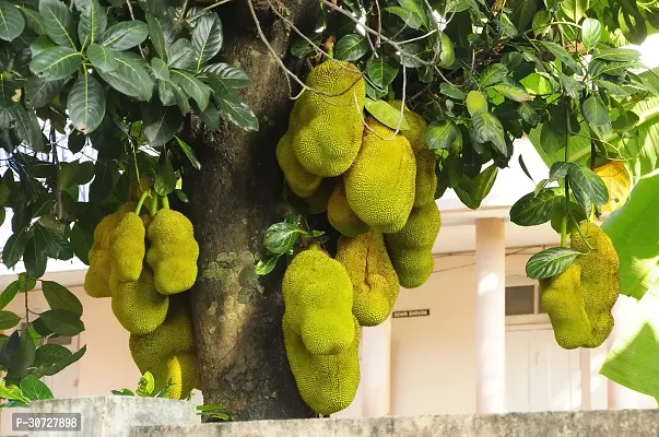 The Entacloo Jack Fruit Plant JACK FRUIT LIVE PLANT-thumb2