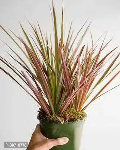 The Entacloo Dracaena Plant DRACAENA PLANT-thumb0