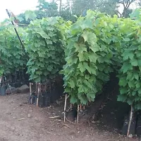 The Entacloo Grape Plant Lacos grapes plant7-thumb1