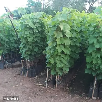 The Entacloo Grape Plant Lacos grapes plant7-thumb2