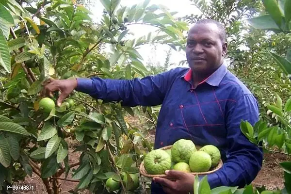 The Entacloo Guava Plant GUAVA PLANT 33Q-thumb2