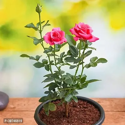 The Entacloo Baby Sun Rose Plant Buy rose plant-thumb0