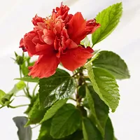 The Entacloo Hibiscus Plant Hibiscus Gudhal Flower(Red)plant-thumb2