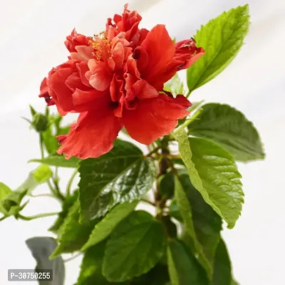 The Entacloo Hibiscus Plant Hibiscus Gudhal Flower(Red)plant-thumb3