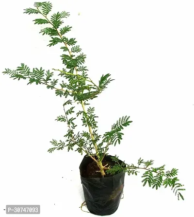 The Entacloo ShamiJand Plant Shami Live Plant Pack of 1-thumb0