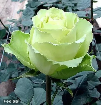 The Entacloo Rose Plant Saraswati Gardens Rare Rose Plant Green White 1 Healthy Live Plant With Plastic Bag-thumb0