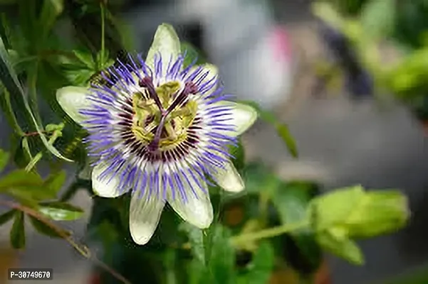 The Entacloo Passion Plant PASSION FLOWER ASDF-thumb0