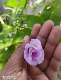 The Entacloo Aparajita Butterfly Pea Plant pink aparajita flower plant-thumb1