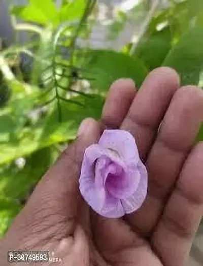 The Entacloo Aparajita Butterfly Pea Plant pink aparajita flower plant-thumb2