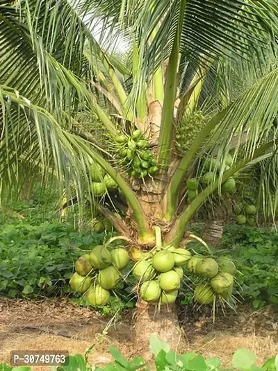 The Entacloo Coconut Plant Vietnam Coconut Plant-thumb0