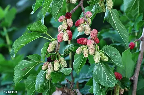 The Entacloo ShahtootMulberry Plant original Rear Thai Mulberry live PlantV2-thumb0