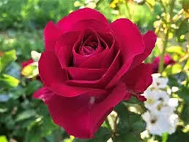 The Entacloo Rose Plant ROSE PLANT Q87-thumb1