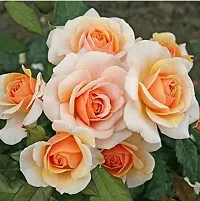 The Entacloo Rose Plant VGPeach Rose Plant-thumb1