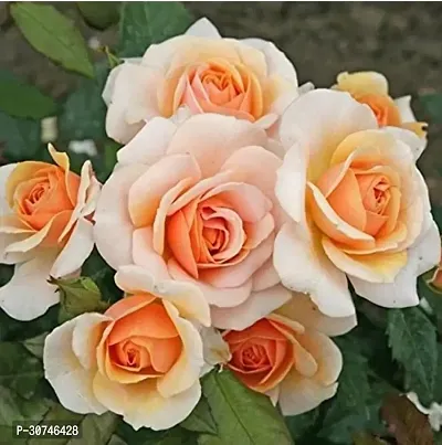 The Entacloo Rose Plant VGPeach Rose Plant-thumb2