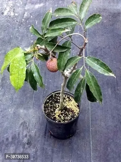 The Entacloo Litchi Plant Grafted Sweet Tasty Hybrid Swarna Roopa Litchi Plant.-thumb0