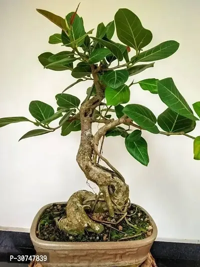 The Entacloo Ficus Bonsai Plant Live Beautiful Banyan Bonsai Tree Plant.-thumb0