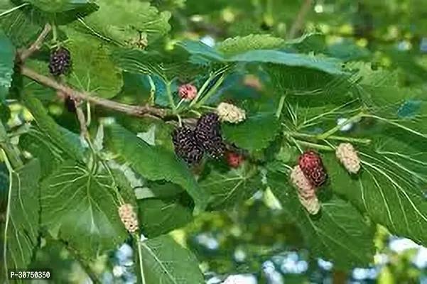 The Entacloo Berry Plant MULBERRY PLANT OOI-thumb2