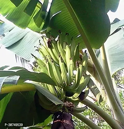 The Entacloo Banana Plant Changalikodan Nendran Kerala Banana Live Plant Rare Rhizome Varity Plant With Pot-thumb0