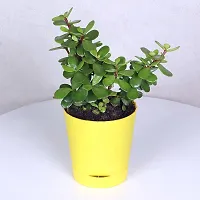 The Entacloo Money Plant FA9898500pl-thumb1