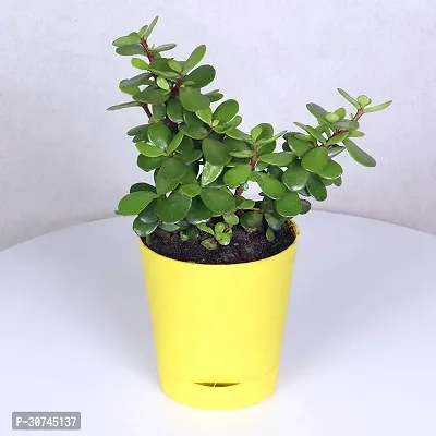 The Entacloo Money Plant FA9898500pl-thumb2