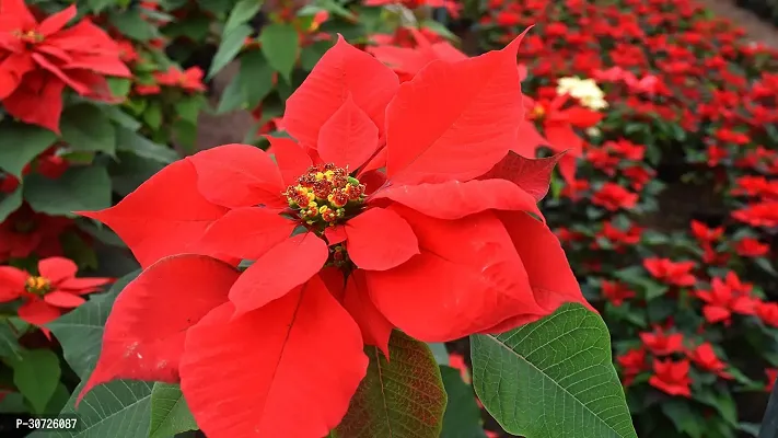 The Entacloo Poinsettia Plant Red Rare Poinsettia Live PlantV-4-thumb2