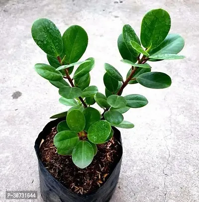 The Entacloo Ficus Plant Green Healthy Ficus Plant-thumb3