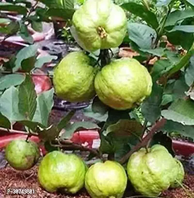 The Entacloo Guava Plant Live Chinese GuavaAmrudAmrood Fruit Plant (1 Healthy Fruit Tree Live Plant)-thumb0