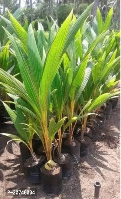 The Entacloo Coconut Plant Coconut Mekong Delta Vietnam Dwarf Live Plant Vietnam Coconut Tree Plant hybrid( PACK OF 1)-thumb3