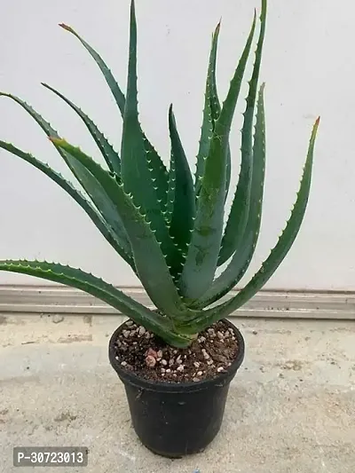 The Entacloo Aloe Vera Plant AZAA1-thumb0