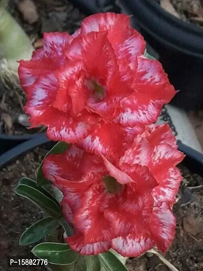 The Entacloo Adenium Plant (LV-348)-thumb0