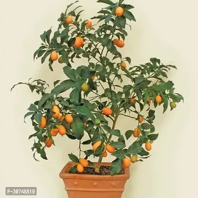 The Entacloo Orange Plant 0201-thumb0