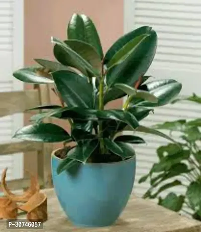 The Entacloo Rubber Tree Rubber plant A18-thumb0