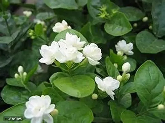 The Entacloo Night Bloom Jasmine Plant Rare Imported Flower Live Plant - Jasminum sambac Arabian jasmine Plant (2 Healthy Plant In Polybag)-thumb0