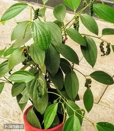 The Entacloo Black Pepper Plant JJTR4 black pepper-thumb0