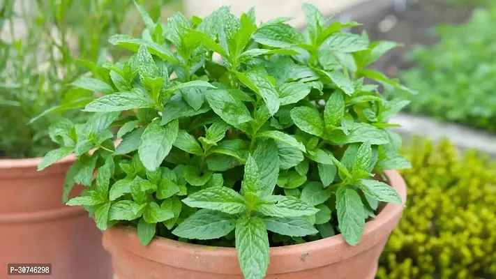 The Entacloo Mint Plant MINT PLANT PO0-thumb0