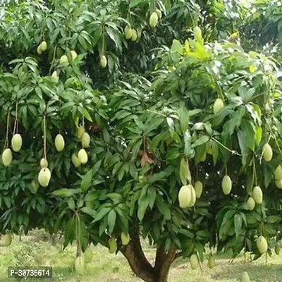 The Entacloo Mango Plant Live Kesar Mango GraftedPlant-thumb2