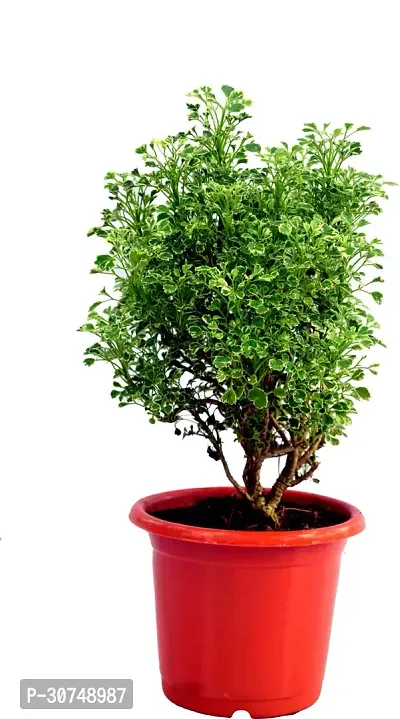 The Entacloo Aralia Plant WHITE MINI Araliya PLANT indoor leAVING PLANT-thumb2