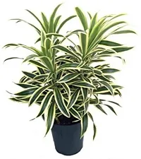 The Entacloo Dracaena Plant Dracaena Cinnabari Song of India plant,Good Luck Special Plant-thumb1