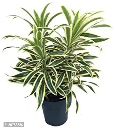 The Entacloo Dracaena Plant Dracaena Cinnabari Song of India plant,Good Luck Special Plant-thumb2