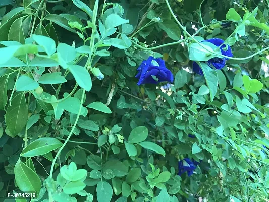 The Entacloo Aparajita Butterfly Pea Plant GNJJJ164-thumb0