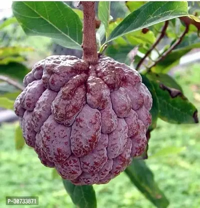 The Entacloo Custard Apple Plant CUSTARD APPLA PLANT-thumb0