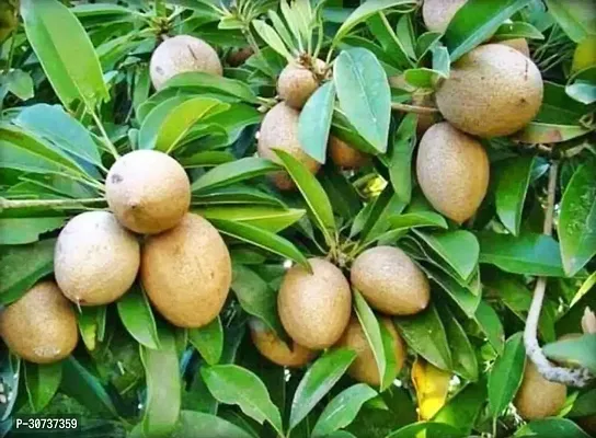 The Entacloo Chiku Plant Live Fruit Plant Manilkara Zapota,Sapodilla, Sapota-thumb0