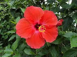 The Entacloo Hibiscus Plant Hibiscus planjaba plant 01-thumb1