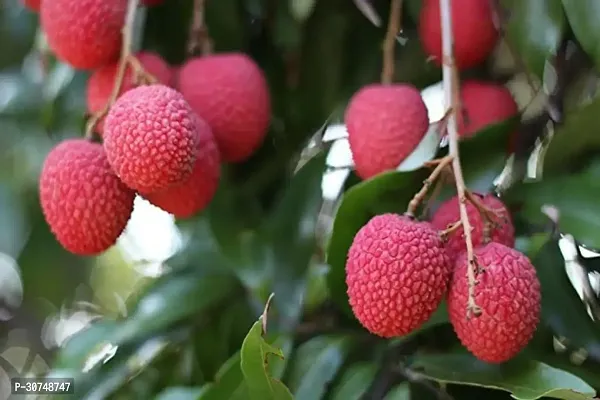 The Entacloo Litchi Plant Litchi 42